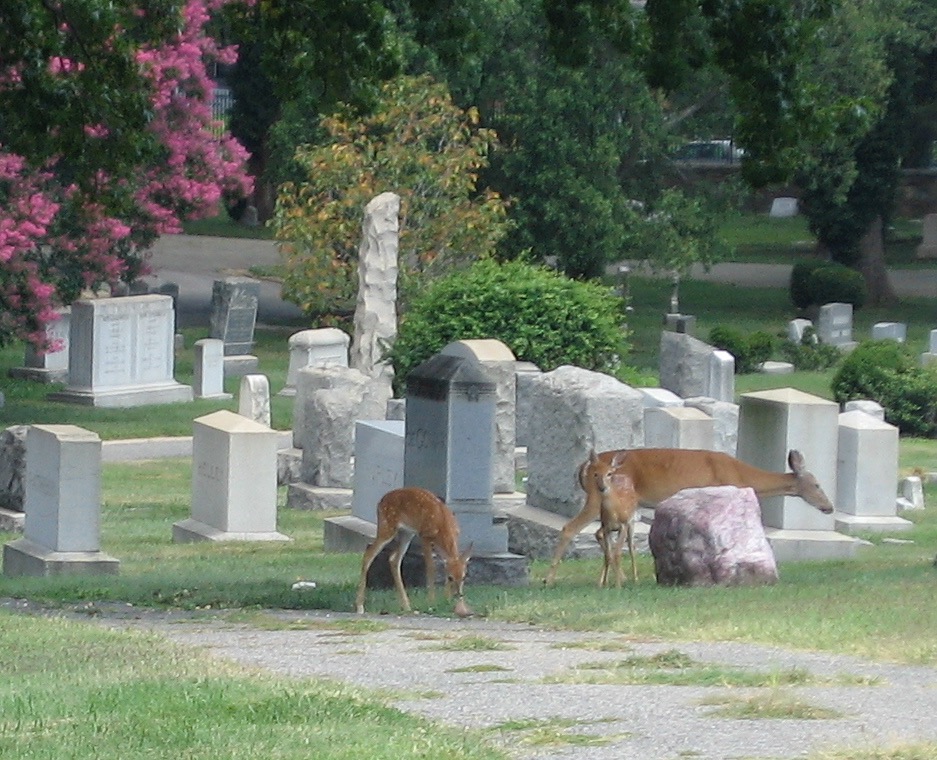 This image is a placeholder. Drag a new media file here to replace it. IMG 4325